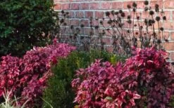 Blush Pink Nandina - 3 Gallon Pot -Wilson Bros Gardens Shop Nandina Blush Pink In Home Foundation Planting 1
