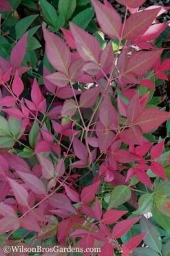Flirt Dwarf Nandina - 2 Gallon Pot -Wilson Bros Gardens Shop Nandina Flirt 11 1