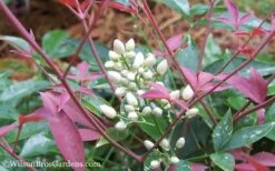 Flirt Dwarf Nandina - 1 Gallon Pot -Wilson Bros Gardens Shop Nandina Flirt 12 2