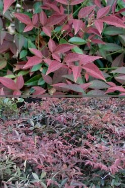 Flirt Dwarf Nandina - 1 Gallon Pot -Wilson Bros Gardens Shop Nandina Flirt 500x750 3