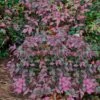 Harbor Belle Dwarf Nandina - 1 Gallon Pot