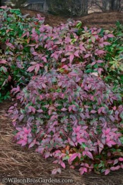 Harbor Belle Dwarf Nandina - 3 Gallon Pot