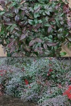 Harbor Belle Dwarf Nandina - 3 Gallon Pot -Wilson Bros Gardens Shop Nandina Harbor Belle 500x750 3