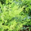 Lemon Lime Nandina - 3 Gallon Pot