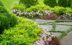 Lemon Lime Nandina - 2.5 Quart Pot -Wilson Bros Gardens Shop Nandina Lemon Lime 14 1