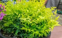 Lemon Lime Nandina - 2 Gallon Pot -Wilson Bros Gardens Shop Nandina Lemon Lime 51