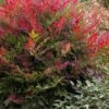 Obsession Nandina - 3 Gallon Pot