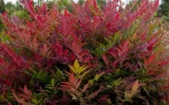 Obsession Nandina - 2.5 Quart Pot -Wilson Bros Gardens Shop NandinaObsession 3 2