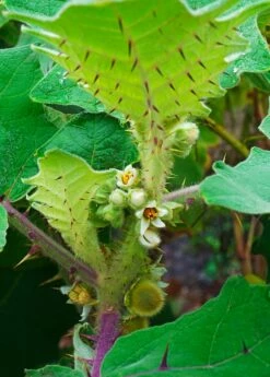 Lulo, Naranjilla (Solanum Quitoense) -Wilson Bros Gardens Shop Naranjilla Solanum quitoense