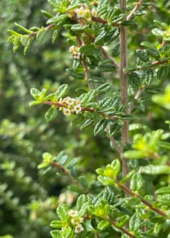 Moujean Tea, Bahama Berry (Nashia Inaguensis) -Wilson Bros Gardens Shop Nashiainaguensissowexoticliveplantmoujeantea