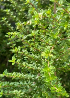 Moujean Tea, Bahama Berry (Nashia Inaguensis) -Wilson Bros Gardens Shop Nashiainaguensissowexoticliveplantmoujeantea 1