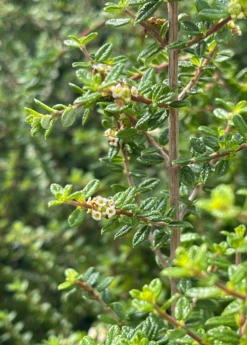 Moujean Tea, Bahama Berry (Nashia Inaguensis)