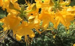 Admiral Semmes Native Azalea - Rhododendron - 1 Gallon Pot -Wilson Bros Gardens Shop Native Azalea Admiral Semmes 12 1
