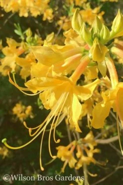 Admiral Semmes Native Azalea - Rhododendron - 1 Gallon Pot