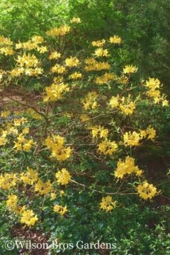 Admiral Semmes Native Azalea - Rhododendron - 1 Gallon Pot -Wilson Bros Gardens Shop Native Azalea Admiral Semmes 22 500x750 2
