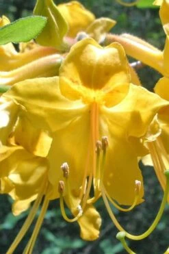 Admiral Semmes Native Azalea - Rhododendron - 3 Gallon Pot -Wilson Bros Gardens Shop Native Azalea Admiral Semmes 500x750 1