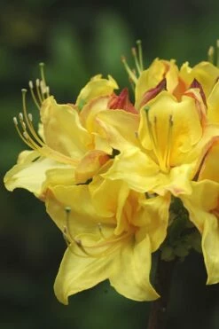 Canary Isles Aromi Azalea (Rhododendron Hybrid) - 3 Gallon Pot -Wilson Bros Gardens Shop Native Azalea Canary Isles 4