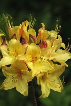 Canary Isles Aromi Azalea (Rhododendron Hybrid) - 3 Gallon Pot -Wilson Bros Gardens Shop Native Azalea Canary Isles 7