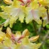 Clear Creek Aromi Azalea (Rhododendron) - 1 Gallon Pot