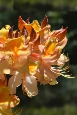 Dancing Rabbit Aromi Azalea (Rhododendron Hybrid) - 3 Gallon Pot -Wilson Bros Gardens Shop Native Azalea Dancing Rabbit 2