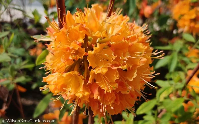 Dons Variegated Native Azalea - Rhododendron - 1 Gallon Pot 5 Dons Variegated Native Azalea - Rhododendron - 1 Gallon Pot - Image 5