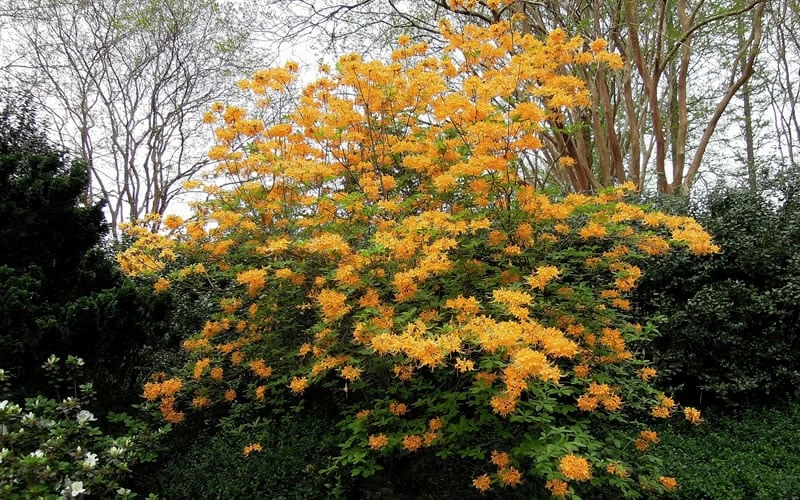 Escatawpa Florida Flame Native Azalea (Rhododendron Austrinum) - 3 Gallon Pot 5 Escatawpa Florida Flame Native Azalea (Rhododendron Austrinum) - 3 Gallon Pot - Image 5