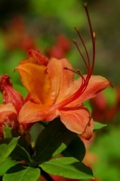 Flame Azalea (Rhododendron Calendulaceum) - 3 Gallon Pot 14 Flame Azalea (Rhododendron Calendulaceum) - 3 Gallon Pot -Wilson Bros Gardens Shop Native Azalea Flame 1