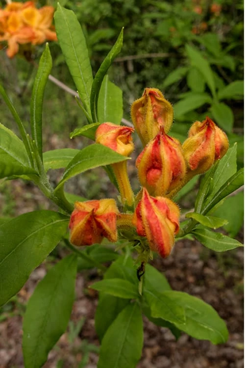 Flame Azalea (Rhododendron Calendulaceum) - 3 Gallon Pot 5 Flame Azalea (Rhododendron Calendulaceum) - 3 Gallon Pot - Image 5