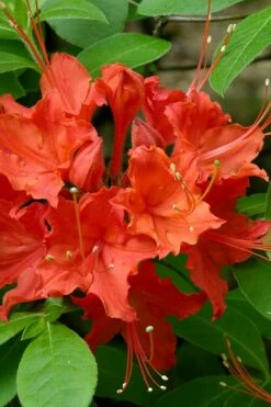 Flame Azalea (Rhododendron Calendulaceum) - 3 Gallon Pot 13 Flame Azalea (Rhododendron Calendulaceum) - 3 Gallon Pot -Wilson Bros Gardens Shop Native Azalea Flame 16