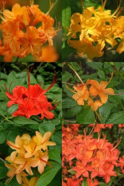 Flame Azalea (Rhododendron Calendulaceum) - 3 Gallon Pot 11 Flame Azalea (Rhododendron Calendulaceum) - 3 Gallon Pot -Wilson Bros Gardens Shop Native Azalea Flame 17