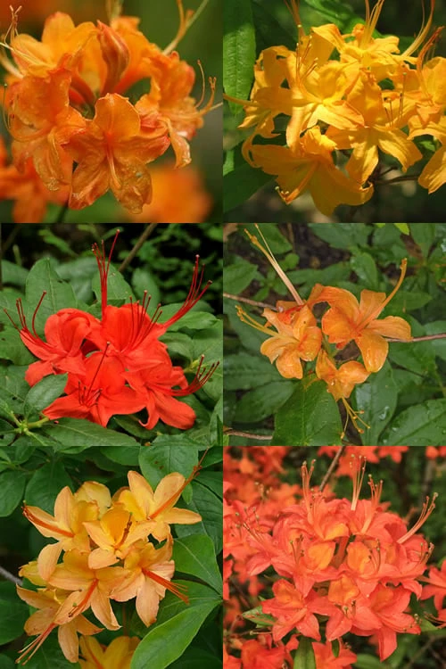 Flame Azalea (Rhododendron Calendulaceum) - 3 Gallon Pot 4 Flame Azalea (Rhododendron Calendulaceum) - 3 Gallon Pot - Image 4