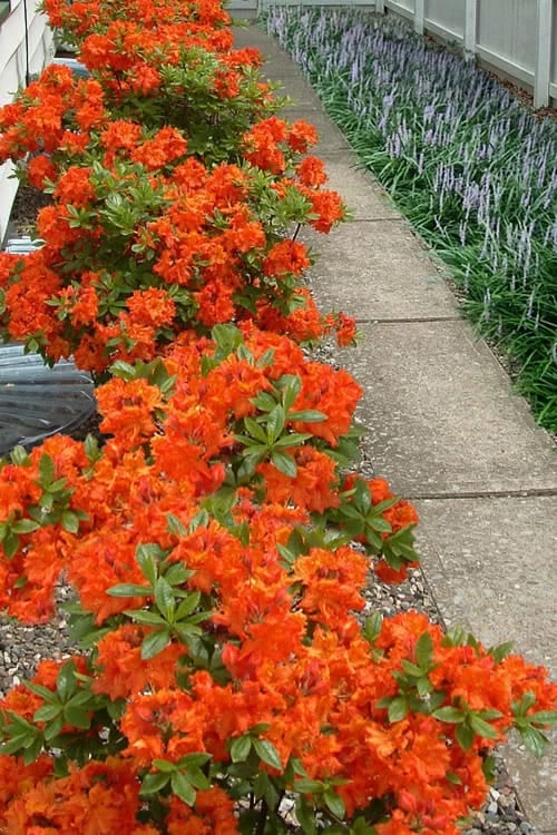Flame Azalea (Rhododendron Calendulaceum) - 3 Gallon Pot 1 Flame Azalea (Rhododendron Calendulaceum) - 3 Gallon Pot