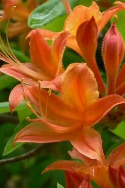 Flame Azalea (Rhododendron Calendulaceum) - 3 Gallon Pot 15 Flame Azalea (Rhododendron Calendulaceum) - 3 Gallon Pot -Wilson Bros Gardens Shop Native Azalea Flame 4