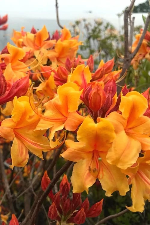 Four Kings Aromi Azalea (Rhododendron Hybrid) - 1 Gallon Pot 1 Four Kings Aromi Azalea (Rhododendron Hybrid) - 1 Gallon Pot