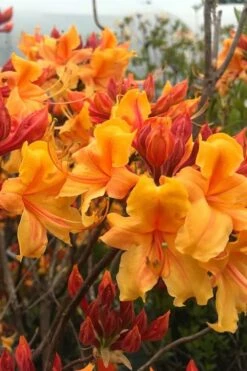 Four Kings Aromi Azalea (Rhododendron Hybrid) - 3 Gallon Pot -Wilson Bros Gardens Shop Native Azalea Four Kings 8