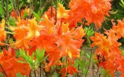 Frontier Gold Aromi Azalea (Rhododendron Hybrid) - 3 Gallon Pot -Wilson Bros Gardens Shop Native Azalea Frontier Gold 4 1