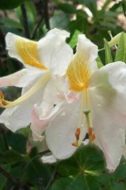High Tide Aromi Azalea (Deciduous Rhododendron Hybrid) - 1 Gallon Pot