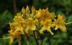 Jane's Gold Aromi Azalea (Rhododendron Hybrid) - 3 Gallon Pot -Wilson Bros Gardens Shop Native Azalea Janes Gold 1