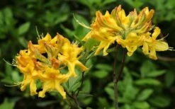 Jane's Gold Aromi Azalea (Rhododendron Hybrid) - 3 Gallon Pot -Wilson Bros Gardens Shop Native Azalea Janes Gold 3