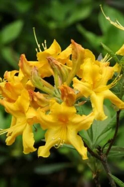 Jane's Gold Aromi Azalea (Rhododendron Hybrid) - 3 Gallon Pot -Wilson Bros Gardens Shop Native Azalea Janes Gold 4