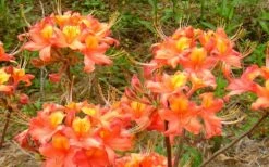 King's Trumpeter Aromi Azalea (Rhododendron Hybrid) - 3 Gallon Pot 7 King's Trumpeter Aromi Azalea (Rhododendron Hybrid) - 3 Gallon Pot -Wilson Bros Gardens Shop Native Azalea Kings Trumpeter 3