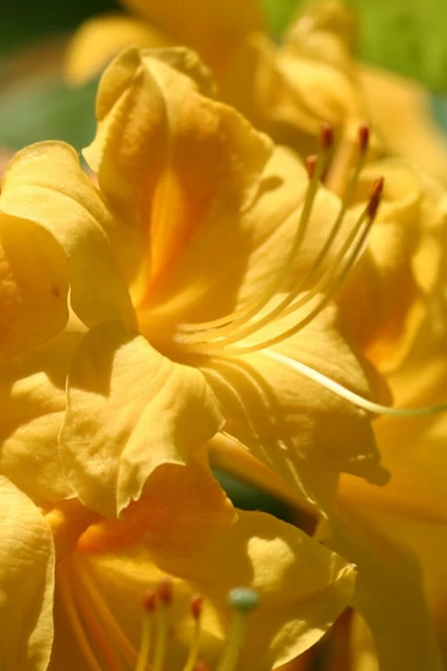 King's Wizard Aromi Azalea (Rhododendron Hybrid) - 3 Gallon Pot 1 King's Wizard Aromi Azalea (Rhododendron Hybrid) - 3 Gallon Pot