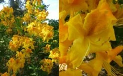 King's Wizard Aromi Azalea (Rhododendron Hybrid) - 1 Gallon Pot -Wilson Bros Gardens Shop Native Azalea Kings Wizard 4