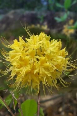 Lemon Lush Azalea (Rhododendron Austrinum) - 3 Gallon Pot