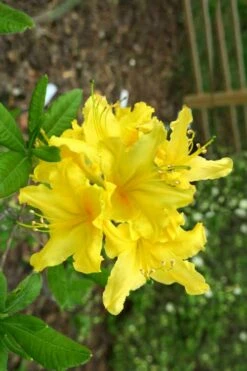 Lemonade Aromi Azalea (Rhododendron Hybrid) - 1 Gallon Pot -Wilson Bros Gardens Shop Native Azalea Lemonade 10