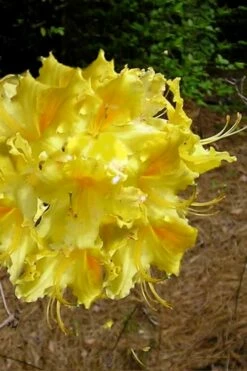 Lemonade Aromi Azalea (Rhododendron Hybrid) - 3 Gallon Pot