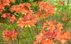 Mauvilla Gold Aromi Azalea (Rhododendron Hybrid) - 1 Gallon Pot -Wilson Bros Gardens Shop Native Azalea Mauvila Gold 1