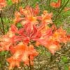 Mauvilla Gold Aromi Azalea (Rhododendron Hybrid) - 3 Gallon Pot