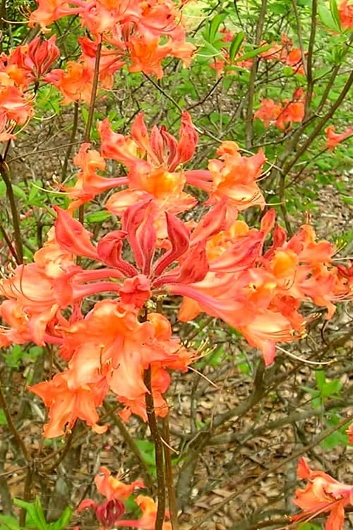 Mauvilla Gold Aromi Azalea (Rhododendron Hybrid) - 3 Gallon Pot 1 Mauvilla Gold Aromi Azalea (Rhododendron Hybrid) - 3 Gallon Pot