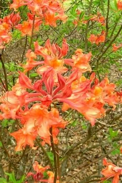 Mauvilla Gold Aromi Azalea (Rhododendron Hybrid) - 1 Gallon Pot